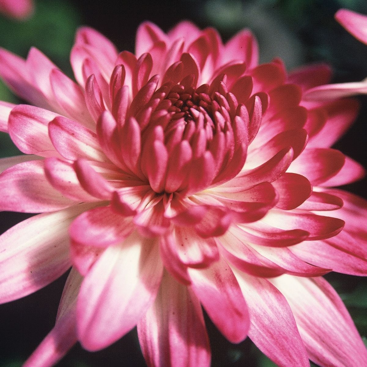 Chrysanthemum- Spring Delano (seedling)